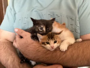 Kittens available now