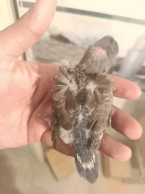 zaglala For birds