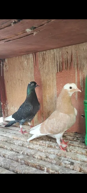 للبيع ازواج برمجهام