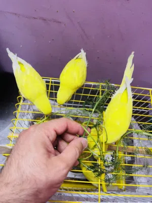 طيور حب عين حمره