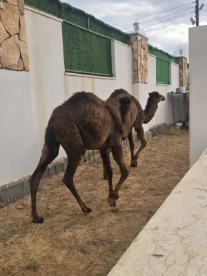 2 حوار وطني اللبيع متوفر البيع بالطرف ربي ايبارك