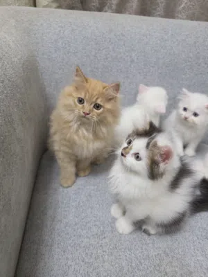 Male Pure Quality home born kittens