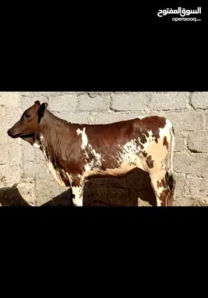 اوفر حلال من صلاله ضفاريات ومهجنات