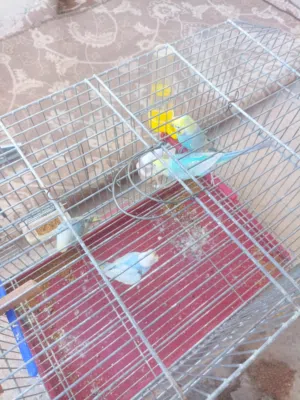 كوبيا ريمبو عندهم زوز فروخ ربي يبارك السعر ساوم  جاد في الشراء تواصل خاص مكاني غريان