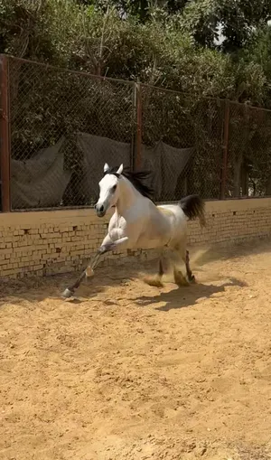 Hard to find outstanding pedigree arabian stallion