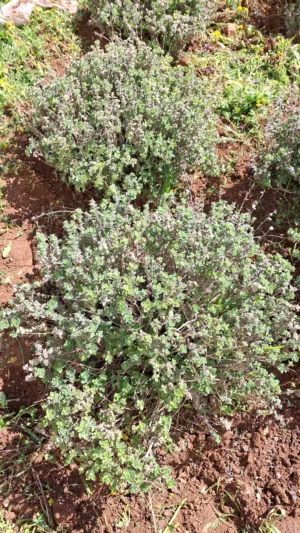 Farm Land for Sale in Ajloun Sakhra