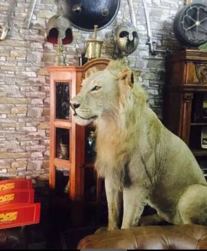ديكور اسد Decor lion