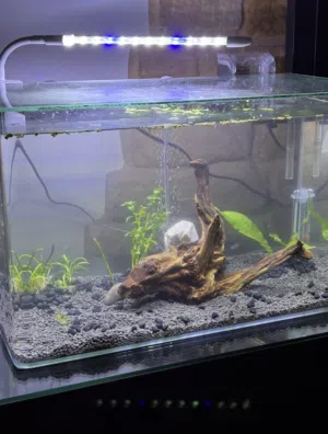 حوض سمك كبير قزاز مع قطعه الخشب طبيعيه