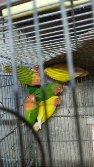 سبع حبات روز صحه ونظافه ما شاء الله والجوزين شغالات بس حاليا ما تحتيهن اشي