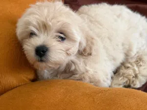 HAVANESSE PUPPY