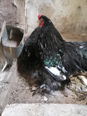 جوز براهما ما شاء الله