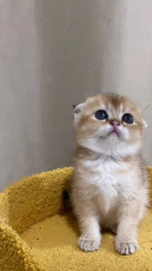 الوصف مهم جدا Scottish Fold Triple Fold Golden Longhair