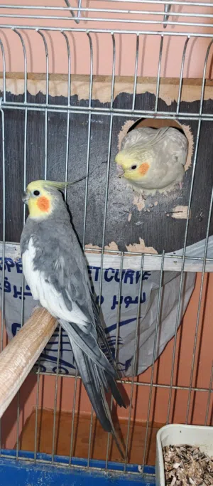 زوج كروان للبيع شغالات 100% موجودات في ابو عليا