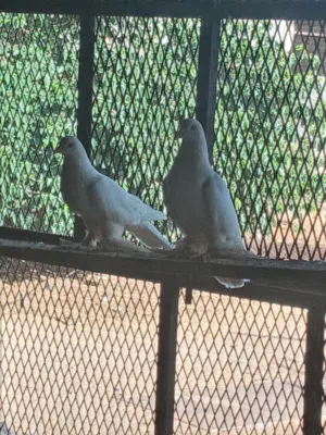 حمام شقلاب لله يبارك كوبيه مصوقره للبيع السعر ساوم .................................................