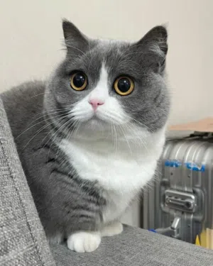 Bengali breed