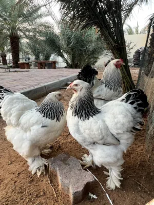 مطلوب دجاجه براهما لون الكلومبي وديك وايندوت جولد