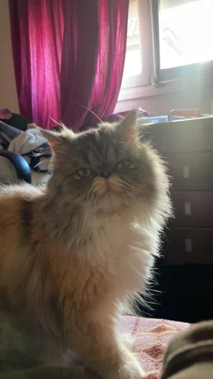 Chat persan femelle 2 ans vacciné a vendre Casablanca