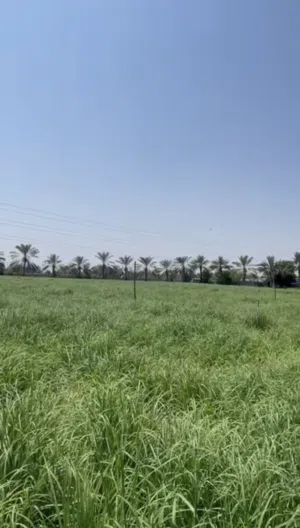 فرصة العمر مزرعة 3 فدان  بسعر خيالي 90 الف فقط جنوب الشارع العام بجنب الخدمات.