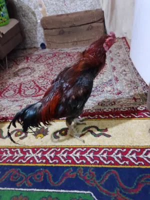 السلام عليكم اخوان ديك هراتي برازيلي فحل فول دم نقي بيع لو مراوس بزرت منا وأريد ابيعه لو اروسه