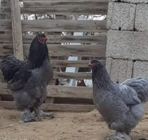 بيض مخصب للدجاج البراهما الأصلي