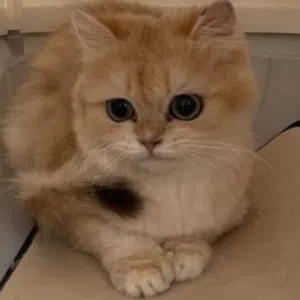 لتبني برتش
