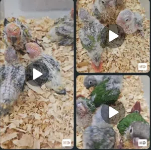 ببغاء الكنيور