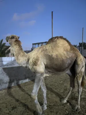 الله ايبارك جمل اضحيه ميزانه من 300 او طالع ليه سنه يكلف المكان تاجوراء