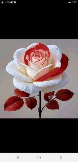 قصي القواسمه 
