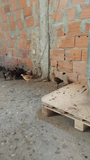 ‏دجاج‏0