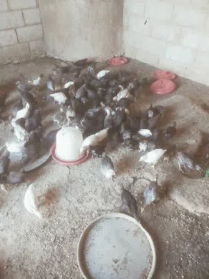 بسم الله ماشاء الله 150 صوص عمر شهر وشوي صحه ونضافه تبارك الرحمن مطلوب بلكوم كامل على 1.15 الله يطرح