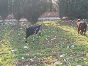 غنم عنزتين للبيع