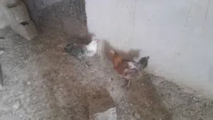 دجاج وطني للبيع
