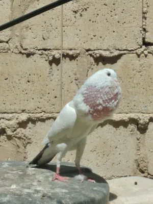 جواز منافيخ