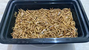 ‏طيور‏0
