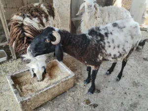 نجعجه للبيع الفيحاء جسر الإمام علي