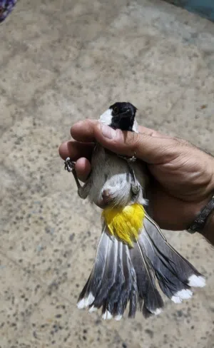 متاح طير مقابيل المطاوعه