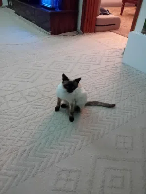 قطوس سيامي