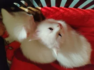 قطط عدد 2 ذكر وانثى مكس انغورا سكوتش