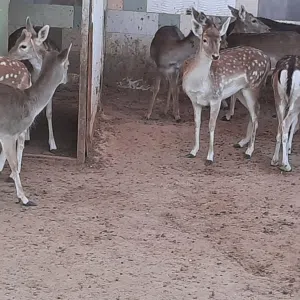 غزلان ذكور لحم ومقنوي