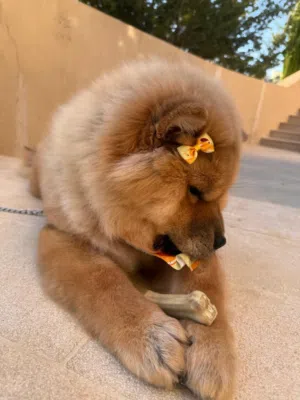 كلبة chow chow