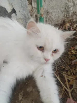 سنوره بيعه سريعه