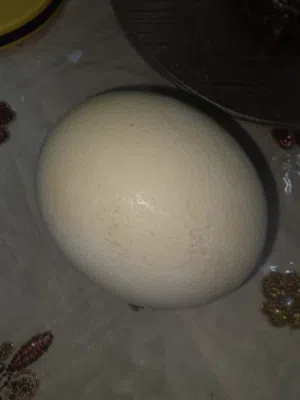 ostrich eg shells
