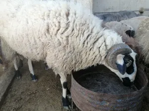 ‏غنم‏4