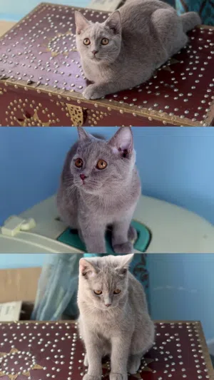 للبيع قط ليلك