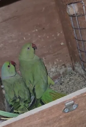 بغبغاء دره زوج منتج ممضون
