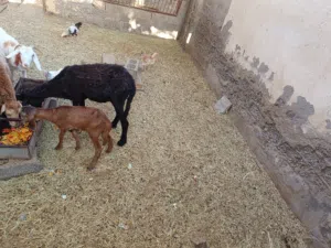 ياعده للبيع اماً فيه شي