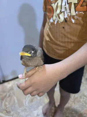 طائر مينا .......