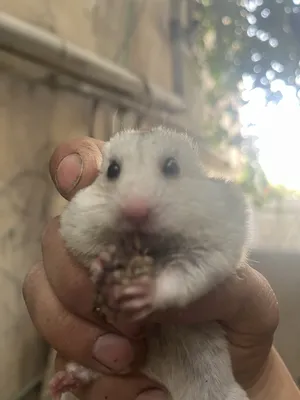 Hamsters2