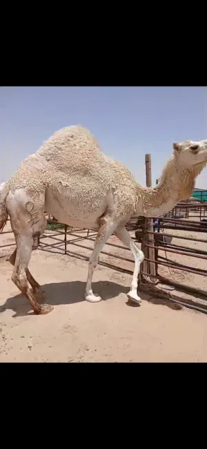 للبيع قعدان محليه فاخره شي يجمل