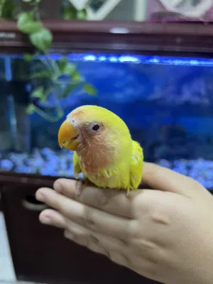 غندوره صغيره اليفه جدا توه بدت تأكل وحده للبيع او المراوس حسب الرغبه